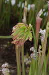 Crimson pitcherplant